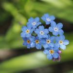 forget me not, flower, plant-8695457.jpg